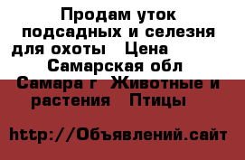 Продам уток подсадных и селезня для охоты › Цена ­ 1 150 - Самарская обл., Самара г. Животные и растения » Птицы   